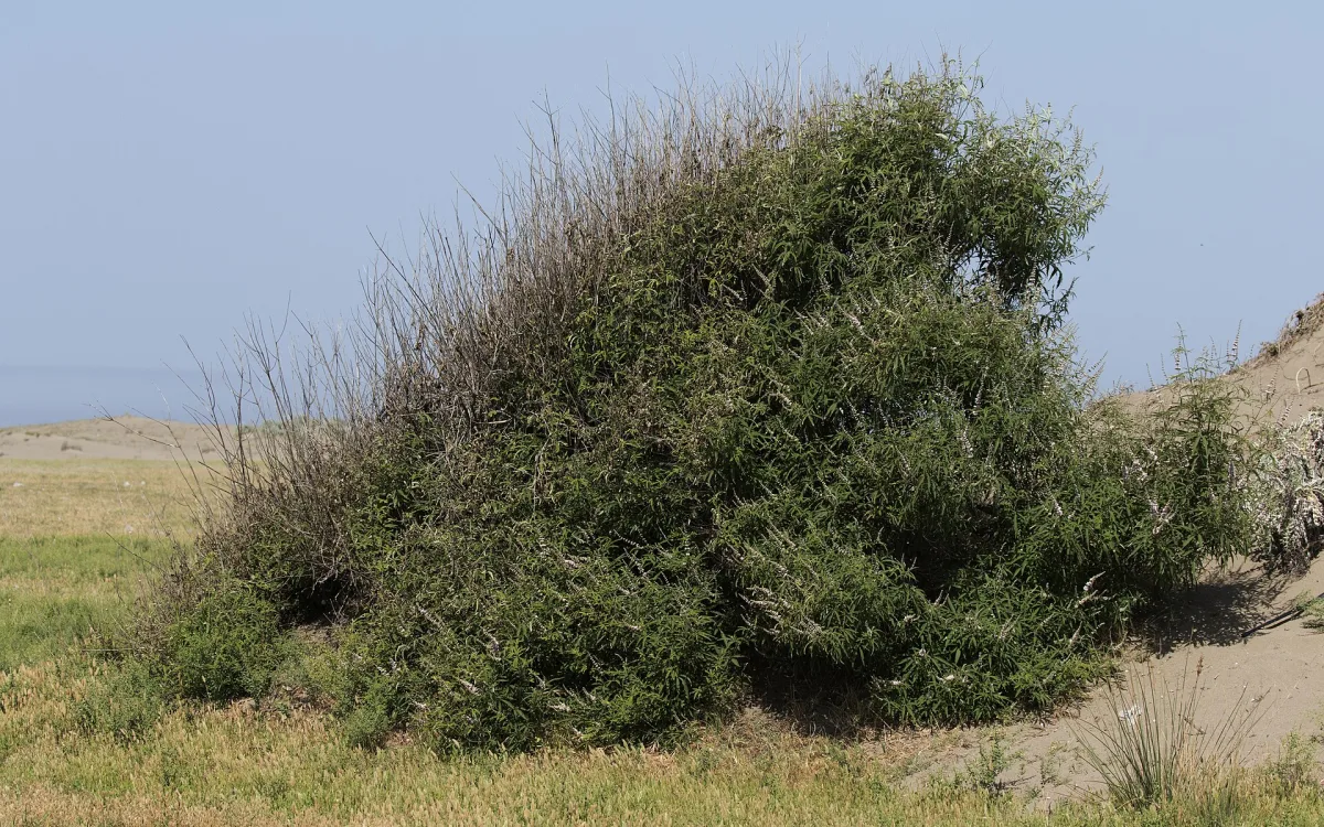 Hayıt Balı Nedir, Faydaları Neler? Nadir Bir Bal Çeşidi