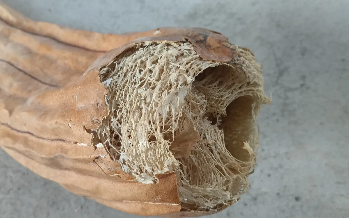Kabak Lifli Sabun Nasıl Kullanılır? Peeling Etkisi ve Sıklığı