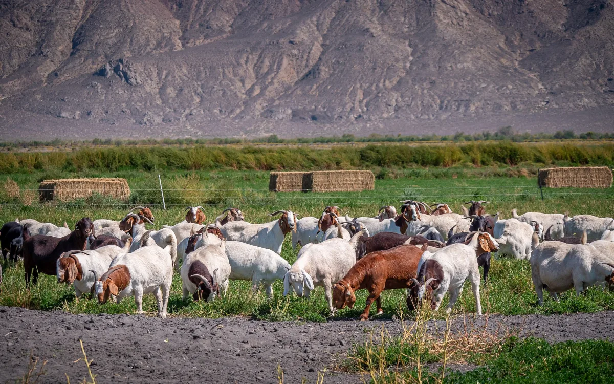 Keçi Sütü Mevsime Göre Nasıl Değişir? Bahar, Yaz ve Kış Sütü